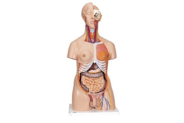 luksusowy model tułowia człowieka o podwójnej płci, 24 części - 3b smart anatomy - 1000196 [b30] 3b scientific modele anatomiczne 2